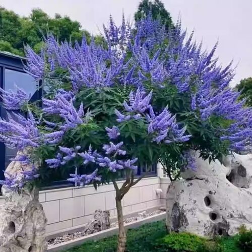 穗花牡荆好养花镜搭配植物风景树