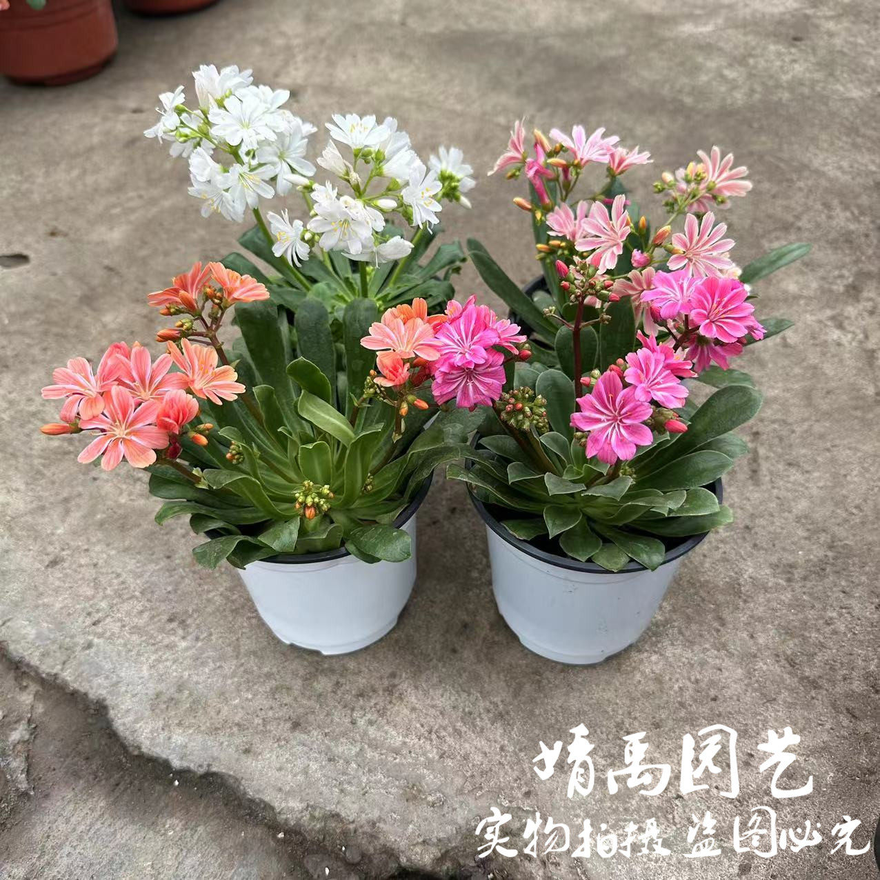 露薇花盆栽琉苇草多肉植物阳台四季开花好养多年生花卉花期长包邮