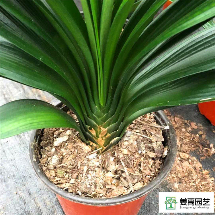 四季君子兰盆栽带花苞老苗大小苗花卉植物室内花绿植好养圆头包邮