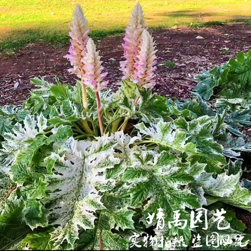 花叶茛力花宿根室外阳台春季耐寒