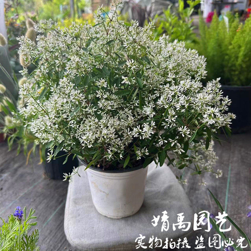 室内大戟圣诞飘雪爆花客厅满天星四季重瓣绿植花卉盆栽阳台庭院