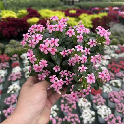 迷你长春花盆栽花期长耐热耐晒阳台庭院好养易活小花苗易爆盆