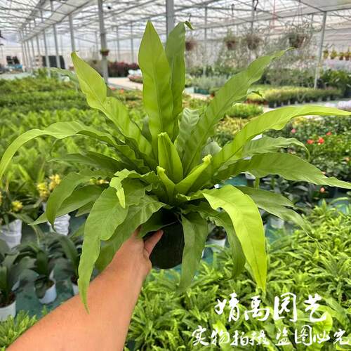 鸟巢蕨盆栽绿植室内阳台观叶植物