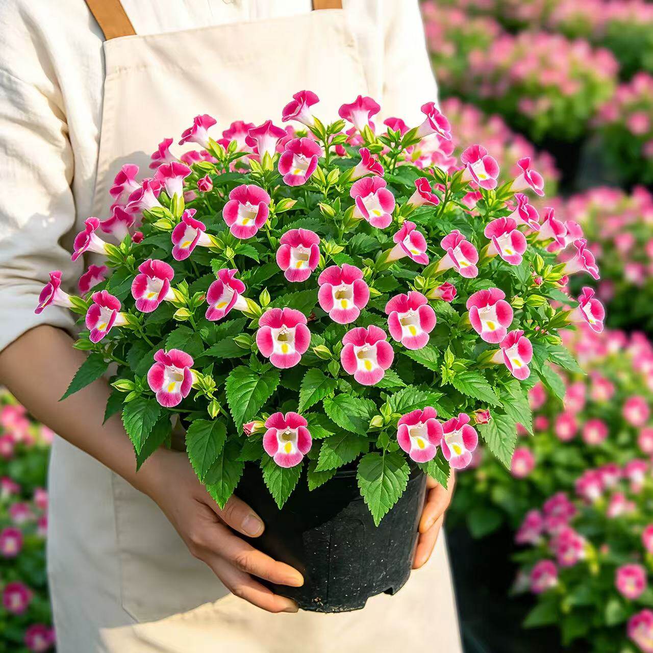 夏瑾花苗盆栽夏堇夏槿带花阳台庭院花园多年生植物耐修剪耐热
