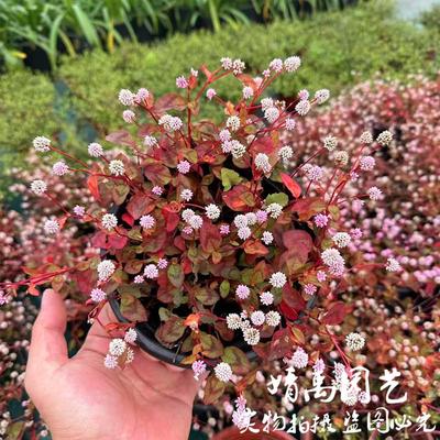 头花蓼盆栽多年生耐热耐寒