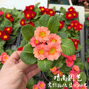 报春花盆栽欧洲报春花花苗冬季露天室外喜阳耐寒花卉观花带香味花