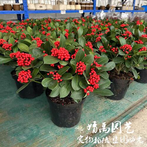 红玉珠鸿运珠盆栽红果茵芋室内