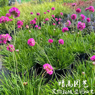 海石竹重瓣石竹花苗四季开花盆栽易种耐寒花卉四季多年生室内外