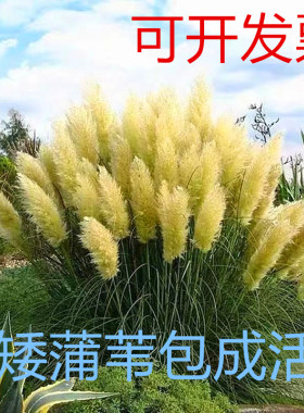 矮蒲苇芦苇草盆栽花卉植物可做干花四季长绿多年生荒野风格耐寒热
