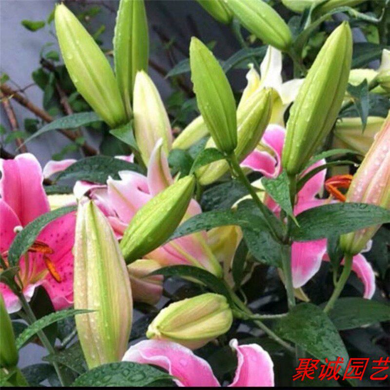 香水百合花种球盆栽土培带芽种子四季种植开花可种室内外花卉绿植