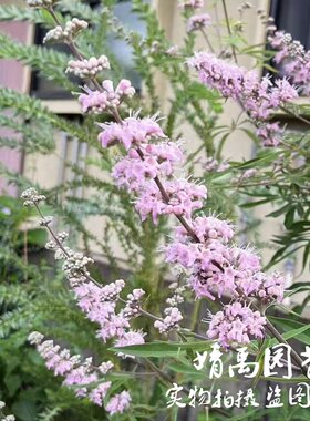 粉色穗花牡荆盆栽植物树苗薰衣草树苗耐寒耐热庭院阳台树状鼠尾草