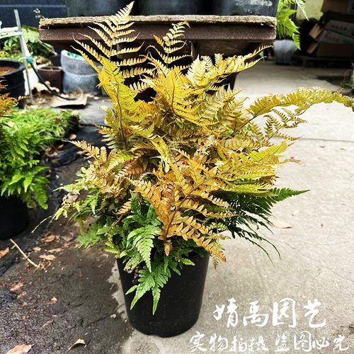 红盖鳞毛蕨彩虹蕨露天蕨类植物