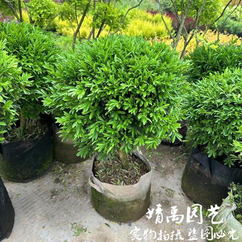 瓜子黄杨雀舌黄杨球老桩盆栽