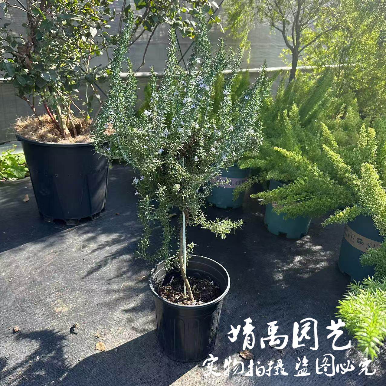 匍匐迷迭香盆栽香草苗食用香草植物百里香调料烤牛排可以开花老桩