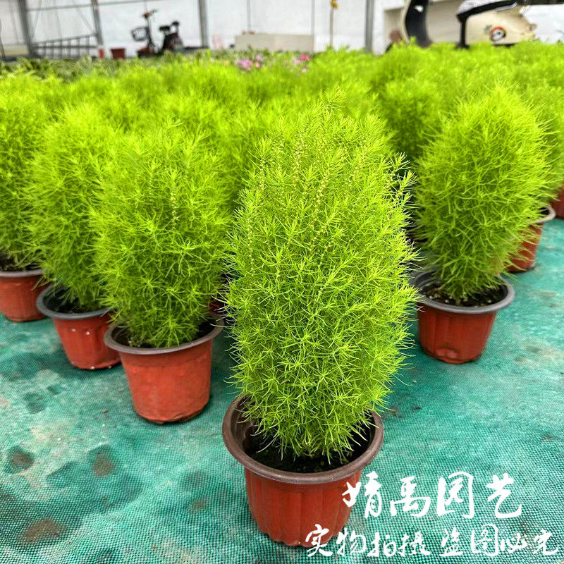 绿色地肤幼苗盆栽铁扫帚草孔雀松园林观叶植物景观红地麦苗观赏