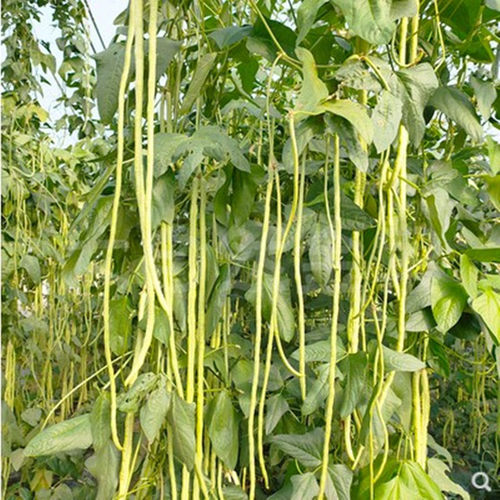 蔬菜高产种子韩国耐热早熟长豆角