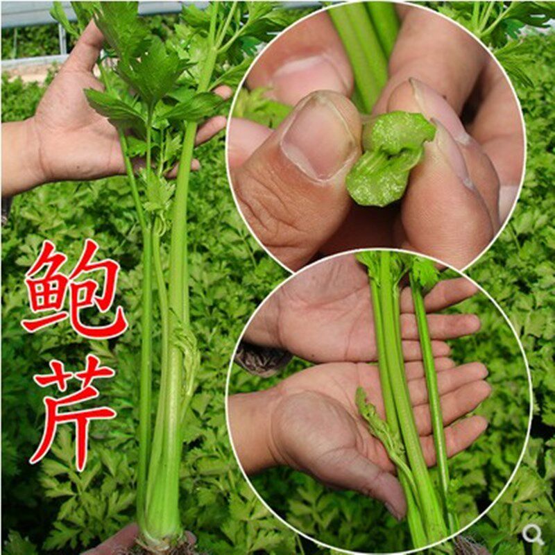 特色蔬菜章丘特产鲍芹种子中国本芹实心芹菜可阳台四季盆栽种菜