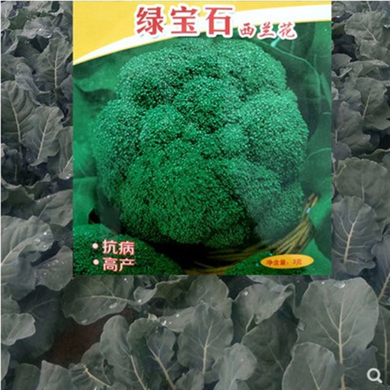 寿光蔬菜种子碧玉西兰花种子翡翠花菜绿宝石西蓝花春秋栽培 - 实物图