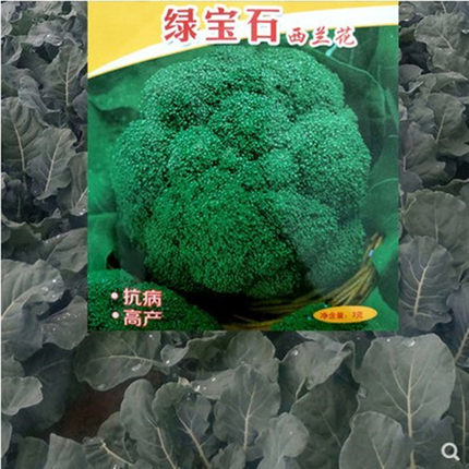 寿光蔬菜种子碧玉西兰花种子翡翠花菜绿宝石西蓝花春秋栽培