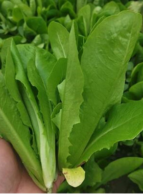 国产孔雀菜种子直立观叶生菜种籽四季沙拉菜细轴不要不要蓝色闪电