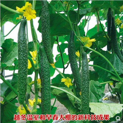 津优黄瓜富阳二号耐热天津科润研究所津冬1958越冬早春温室种植
