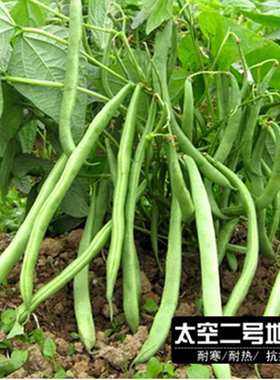 太空地豆种子四季豆种子红白无架豆种子紫色菜豆种子小菜园盆栽用