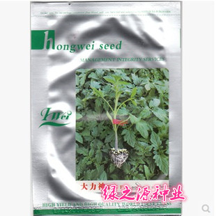 大力神根坂田番茄砧木种子西红柿通用 常见病害推荐基地大面积