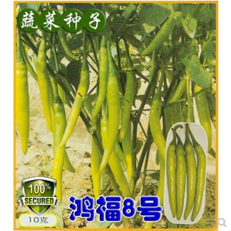 日本坂田公司线椒种杭椒一号七号种子鸿福8号辣椒高产黄绿色