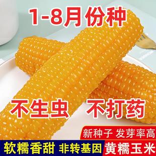 黃金甜粘糯大棒玉米香甜糯玉米種子黃糯粘玉米種籽蔬菜種子庭院播