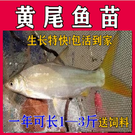 黄尾鲴鱼苗黄尾鱼黄姑子淡水养殖冷水鱼净化水质清洁鱼清道夫包邮