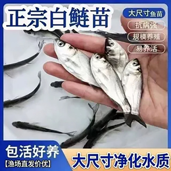 白鲢鱼苗食用淡水养殖包邮