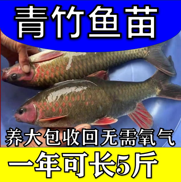 正宗马口鱼苗淡水鱼可观赏食用苗青竹鲤竹鲃倒刺鲃红面养殖原生鱼