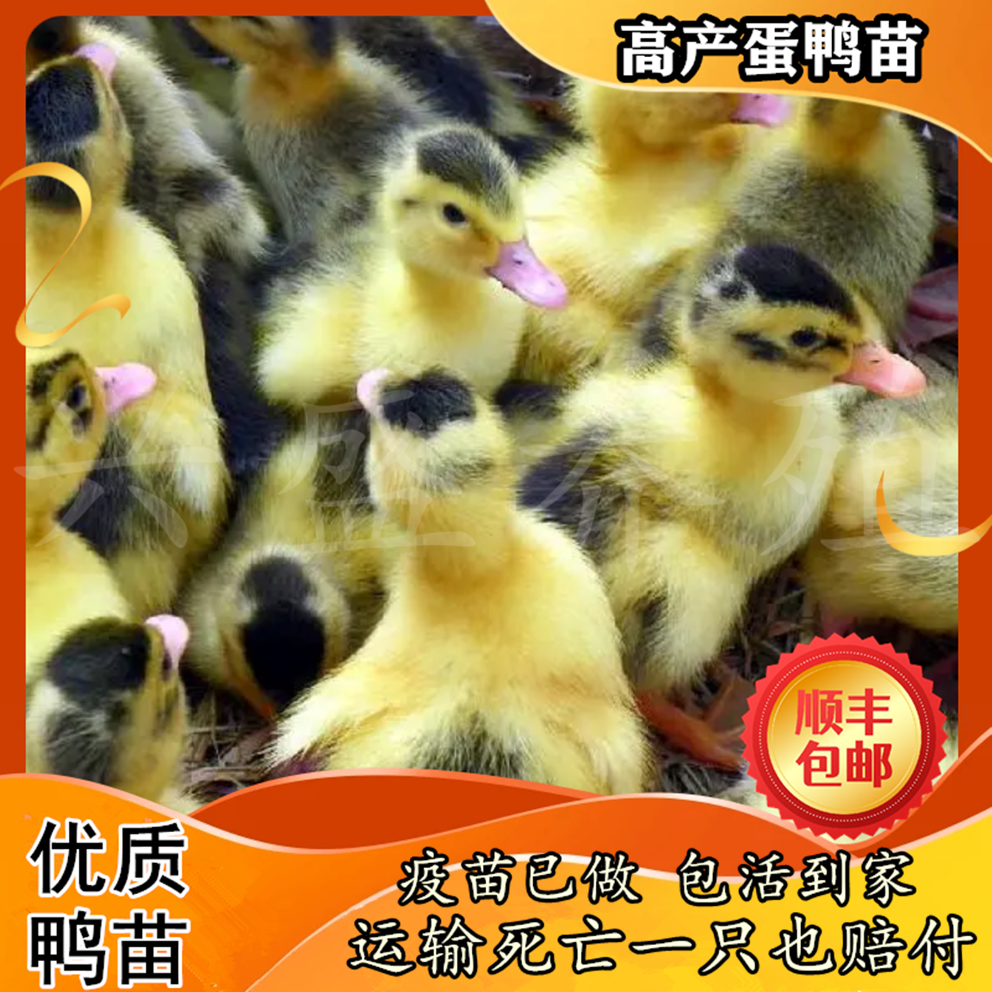 优质健康苗疫苗已做包邮包活到家