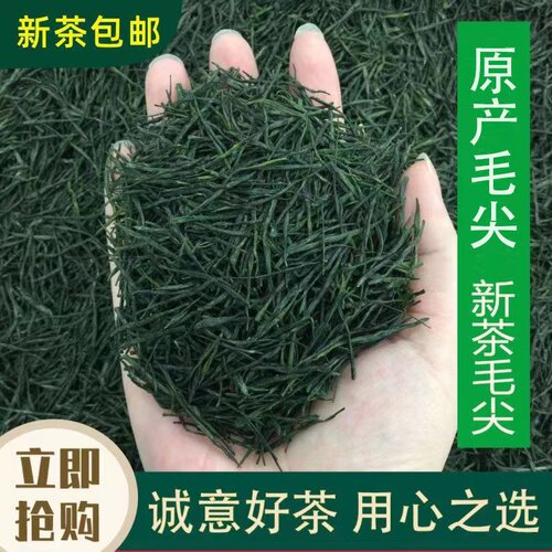 毛尖绿茶浓香型散装新茶嫩芽