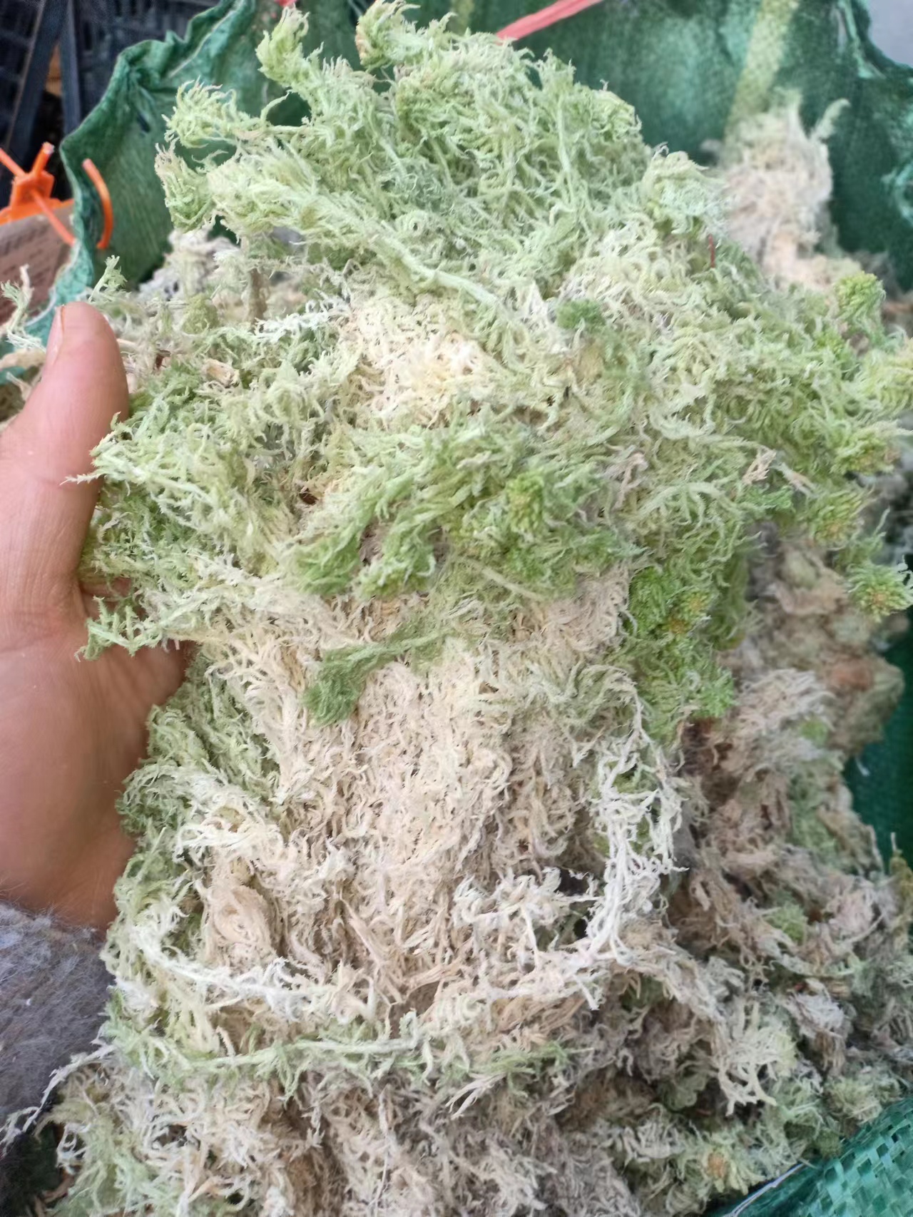 精选水苔小花细长水苔藓新鲜无杂质柔软包根催芽兰花石斛专用基质