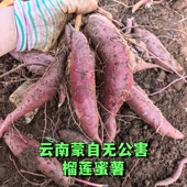 云南蒙自市榴莲蜜薯无公害正宗甜番薯丝滑黄心烤地瓜流油自家种植