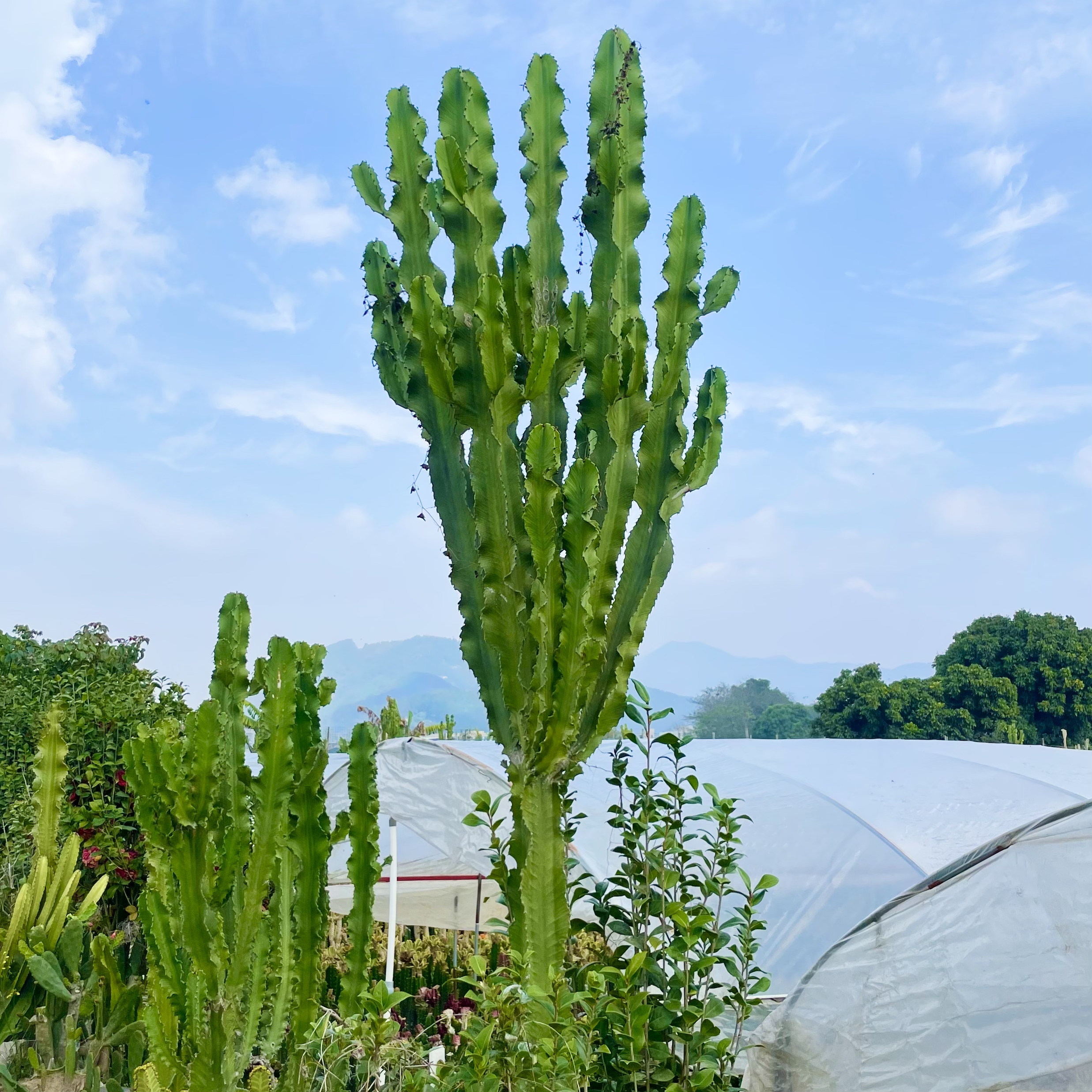 大型沙生植物3米造景植物大戟阁