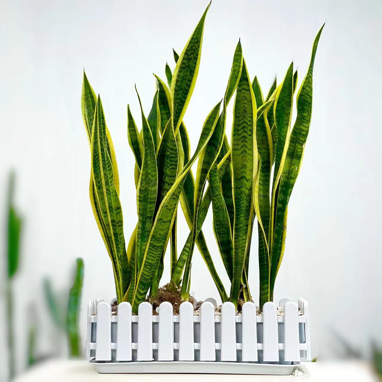 室内绿植金边虎皮兰带原殖盆发货