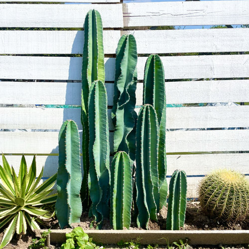 沙生植物造景仙人柱秘鲁苹果