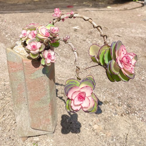 露天好养多肉老桩粉色锦绣牡丹