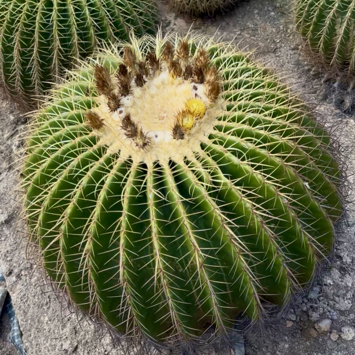 超大仙人球盆栽多肉植物景观金虎仙人球40厘米特大号沙生植物造景