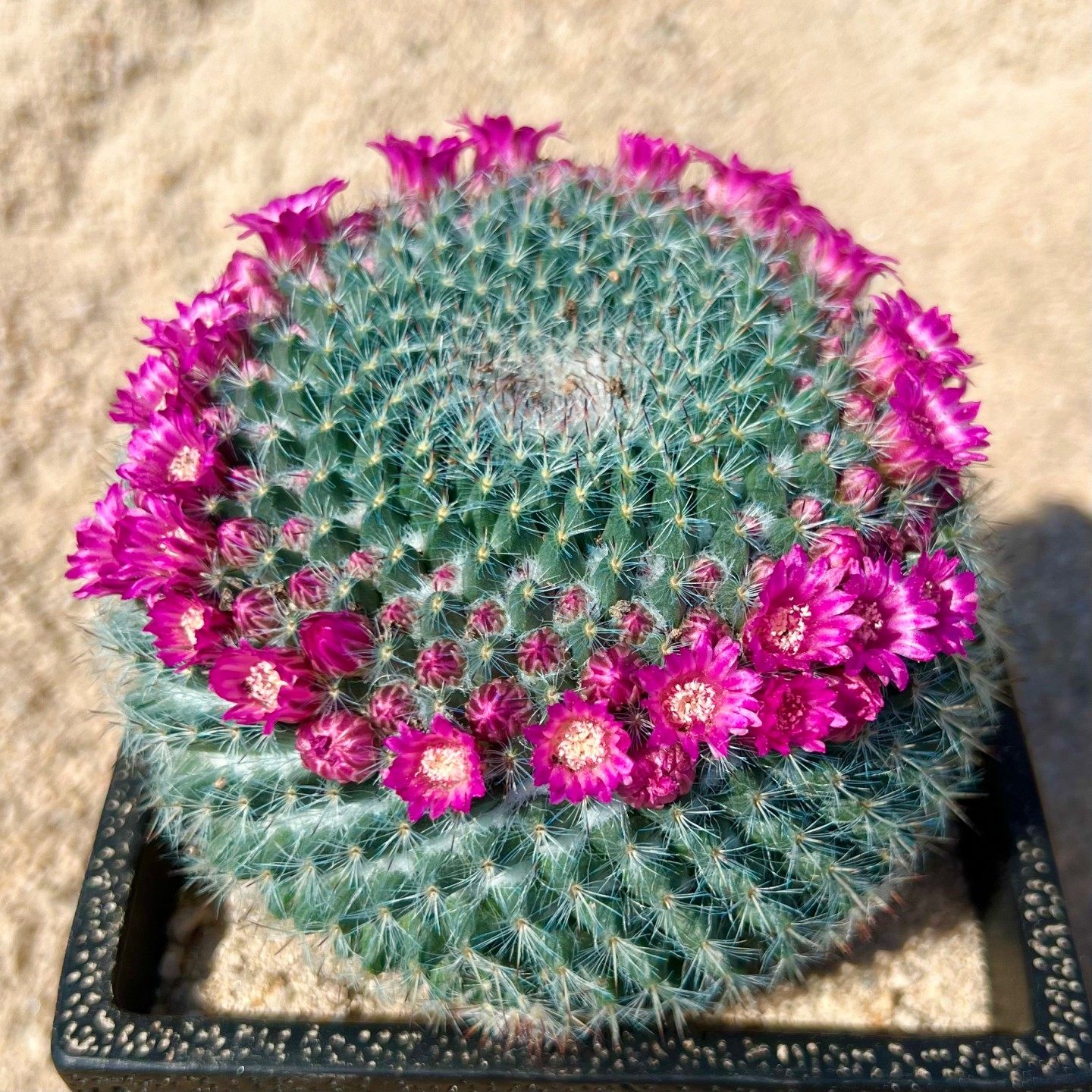 仙人掌盆栽冬季开花玉翁仙人球盆栽春季开花好养活耐干旱低维护