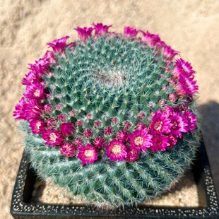 仙人掌盆栽冬季 开花好养活耐干旱低维护 开花玉翁仙人球盆栽春季