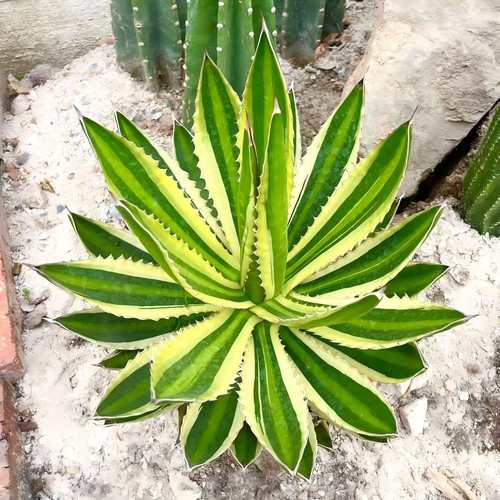 庭院耐低温又耐高温多肉五色万代