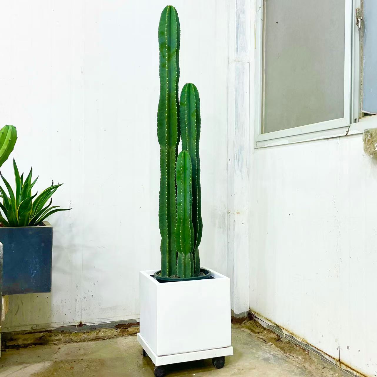 仙人柱量天尺大型绿植沙生植物