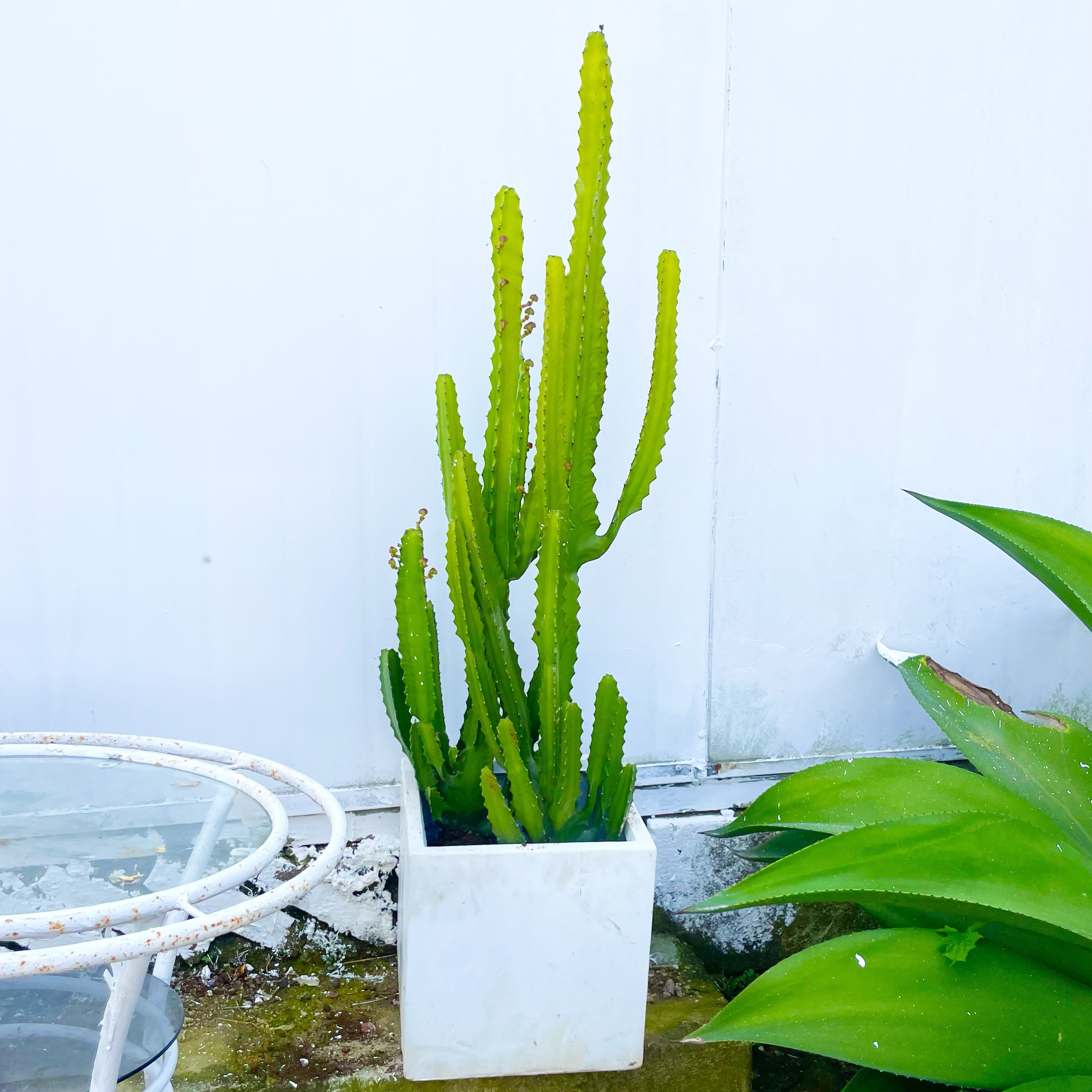 设计师款沙生植物仙人掌大戟阁