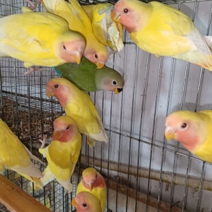 牡丹鹦鹉活鸟活物黄桃绿桃小鸟会学说话 宠物鸟家养成年繁殖手养