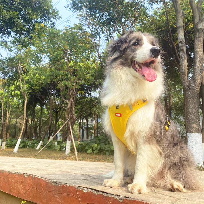 宠物胸背带狗狗牵引绳中大型边牧柴犬柯基背心式防爆冲马甲牵引绳