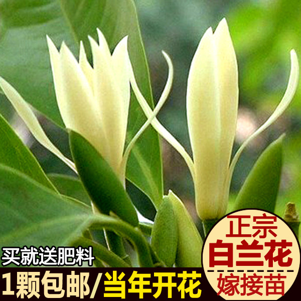 盆栽嫁接树苗白兰花包邮