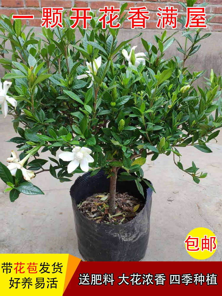 栀子花盆栽四季开花不断大花浓香桌面绿植